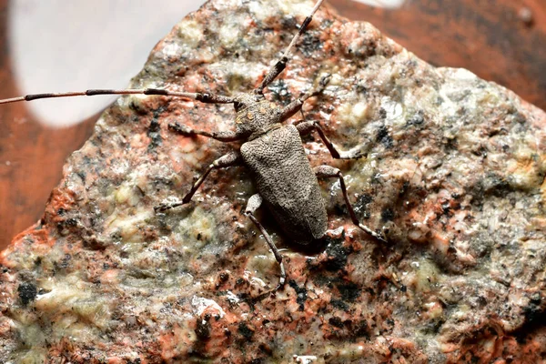 The barbel beetle sits on a stone.