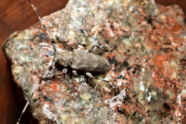 화강암 위에 앉아 있는 Acanthocinus aedilis 딱정벌레의 꼭대기 사진. — 스톡 사진