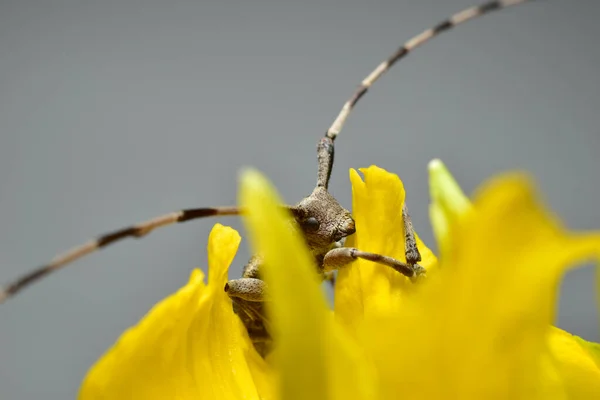 Жук Acanthocinus aedilis ховався за пелюсткою квітки . — стокове фото