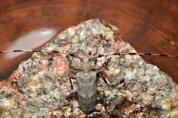 Un escarabajo de barbo gris con bigotes a rayas se sienta en granito. —  Fotos de Stock