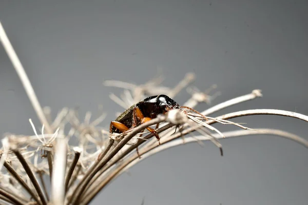 Small Black Beetle Filmed Sitting Branches Dry Grass Side View — Fotografia de Stock