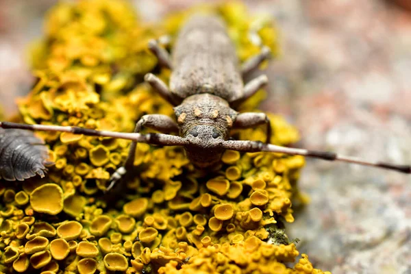 A gray barbel beetle basks on the moss. —  Fotos de Stock