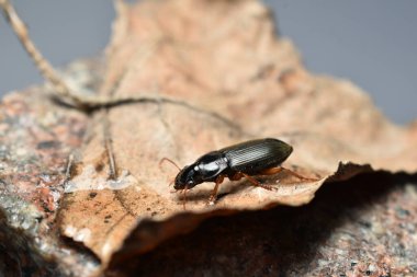 Tribolium destructor filmed sitting on a dry leaf side view.
