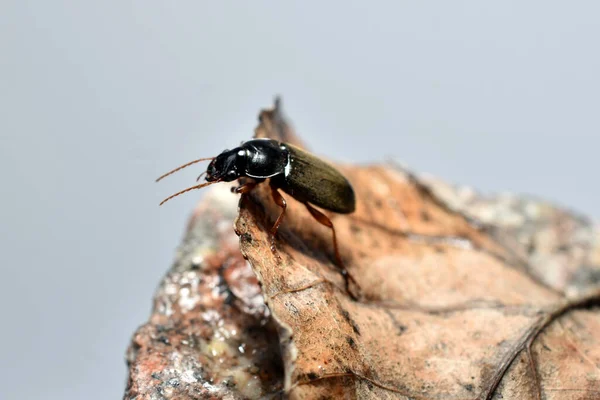 Tribolium Black Taken Sitting Dry Leaf Side View — стоковое фото