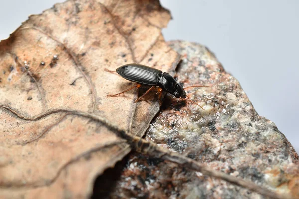 Pequeño Escarabajo Negro Disparado Sentado Una Vista Lateral Hoja Seca —  Fotos de Stock