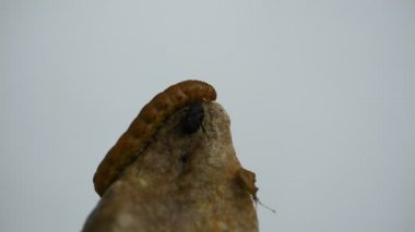 In the video, the caterpillar Cossus cossus crawls to the top of a stone, a predatory bug sits nearby.