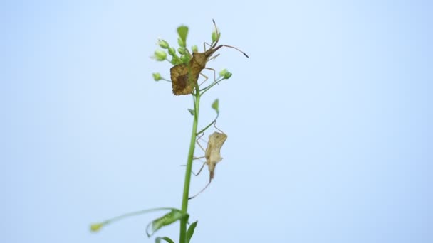 Video Reduviidae Beetles Crawl Grass Stalk — Stockvideo