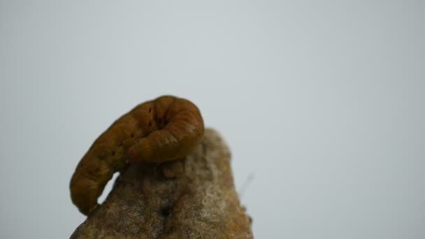 Video Caterpillar Cossus Cossus Crawls Top Granite Stone — Stock video