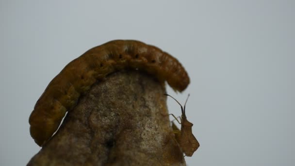 Video Caterpillar Cossus Cossus Crawls Top Granite Stone Predatory Beetle — Stock video