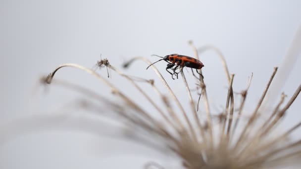 Video Red Colored Soldier Bug Pyrrhocoris Apterus Crawls Dry Branches — Stockvideo