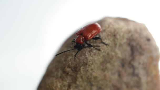 Red Beetle Firefighter Red Body Black Head Sits Piece Granite — Vídeo de stock