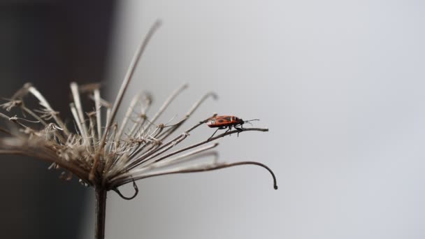 Bed Bug Pyrrhocoris Apterus Crawls Dry Branches Grass Inflorescence — Stockvideo