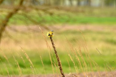 Sarı kuyruklu Motacilla taneciği kuru otların üzerinde dinleniyor..