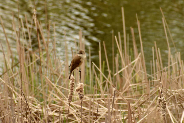 Broad Tailed Warbler Cettia Cetti Clings Reed Its Paws Sings — Stock fotografie