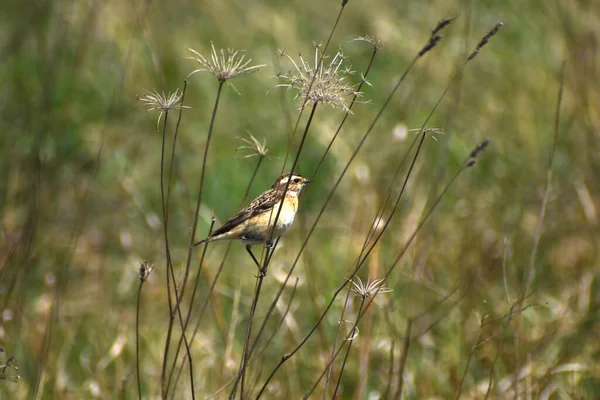 Acrocephalus Paludicola Aquatic Warbler Sits Stalk Dry Grass Holding Its — Photo