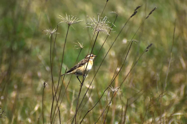 Acrocephalus paludicola aquatic warbler sits on a stalk of dry grass holding on to it with its paws.