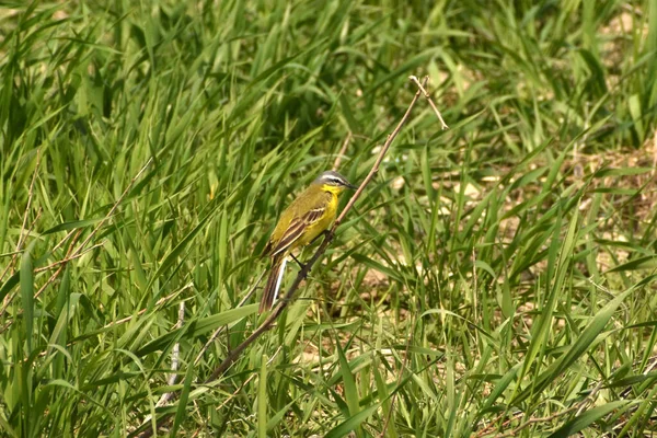 Yellow Wagtail Motacilla Flava Looking Food Green Grass — стоковое фото