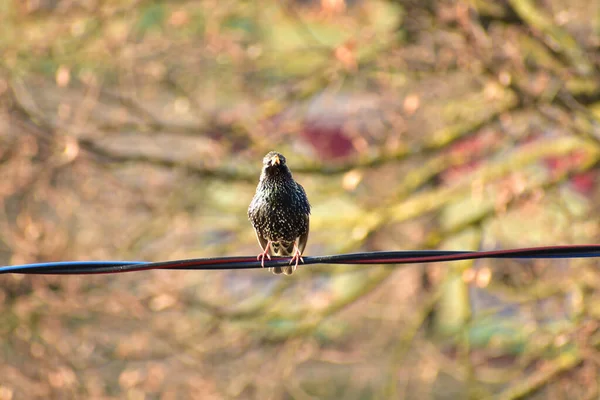 Picture Shows Ordinary Starling Sits Wire Alone Sings — Fotografia de Stock