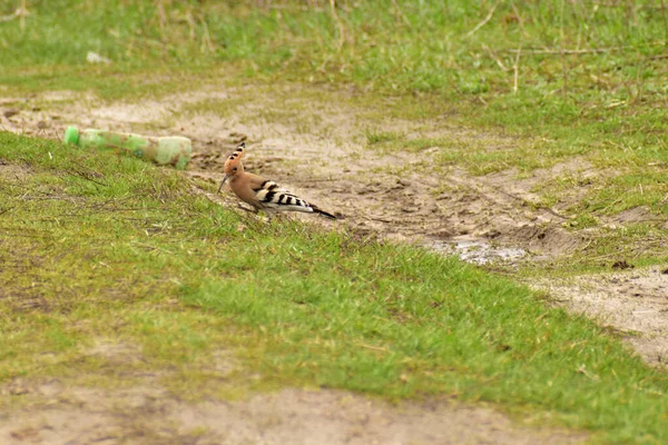 Picture Shows Hoopoe Bird Walking Grass — Stock fotografie