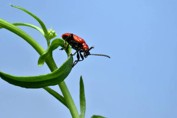 Picture Red Firefighter Beetle Black Head Lilioceris Lilii Sits Grass — Fotografia de Stock