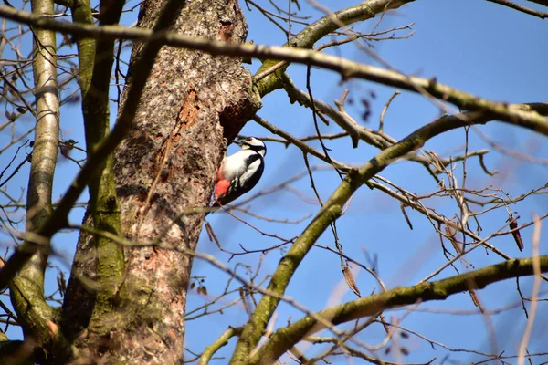 Picture Large Spotted Woodpecker Dendrocopos Major Sits Tree — Foto Stock