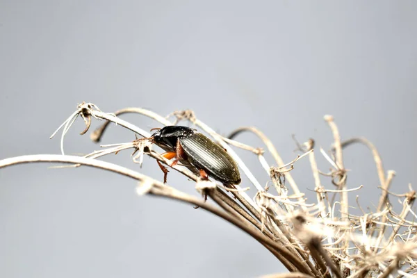 Picture Small Black Beetle Crawls Dry Inflorescence Grass — Φωτογραφία Αρχείου