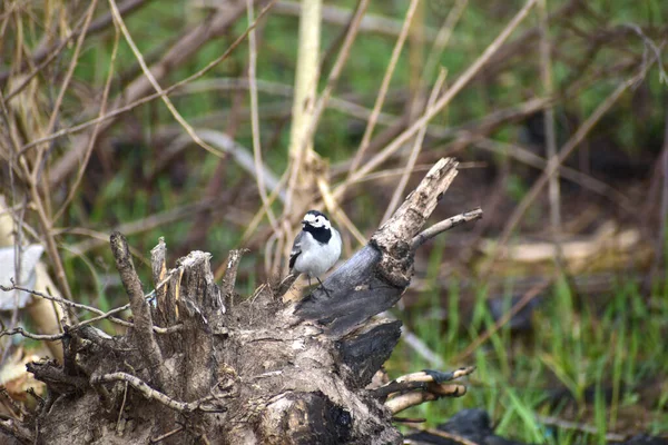 Picture Bird Called White Wagtail Motacilla Alba Sits Branch — Stock fotografie