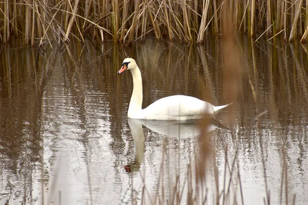 Mute Swan Floats Lake Reflected Water — Stock Photo, Image