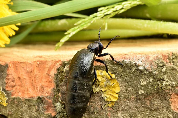 Meloe Proscarabaeus Picture Beetle Climbs Top Wooden Deck — Φωτογραφία Αρχείου