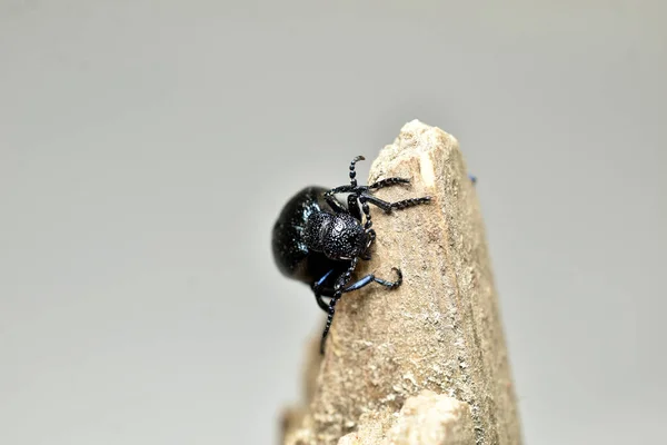 Meloe Proscarabaeus Imagen Escarabajo Que Aferra Árbol Con Sus Patas —  Fotos de Stock
