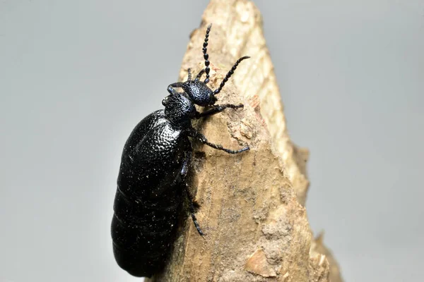 Meloe Proscarabaeus Primer Plano Todo Escarabajo —  Fotos de Stock