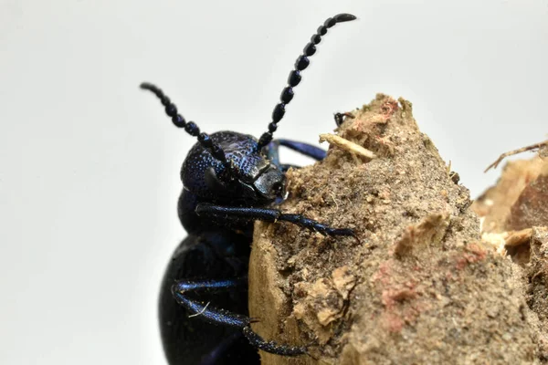 Meloe Proscarabaeus Close Beetle Head Whiskers — 图库照片
