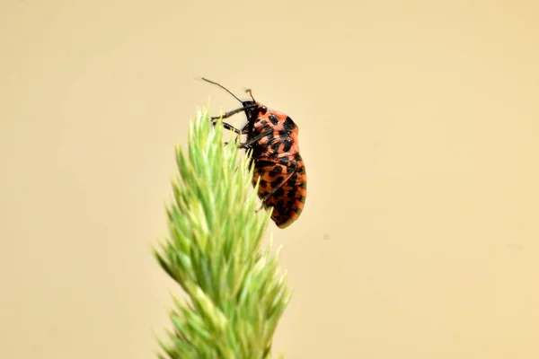 Στην Εικόνα Ιταλική Graphosoma Lineatum Bug Γραμμή Bug Κάθεται Στο — Φωτογραφία Αρχείου
