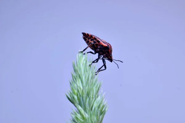 Рисунке Изображен Итальянский Жучок Graphosoma Lineatum Жучок Линии Лежащий Траве — стоковое фото