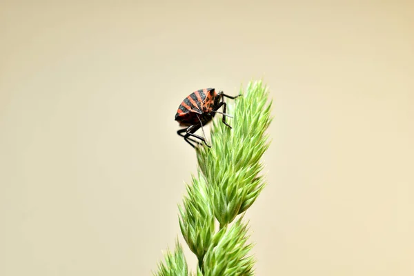 Bilden Sitter Den Italienska Insekten Graphosoma Lineatum Eller Fodrad Gräset — Stockfoto