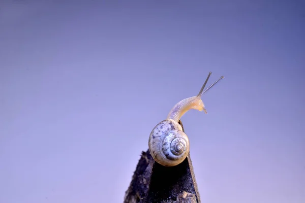 Helix Pomatia Caracol Uva Arrastrado Cima Una Rama Árbol —  Fotos de Stock