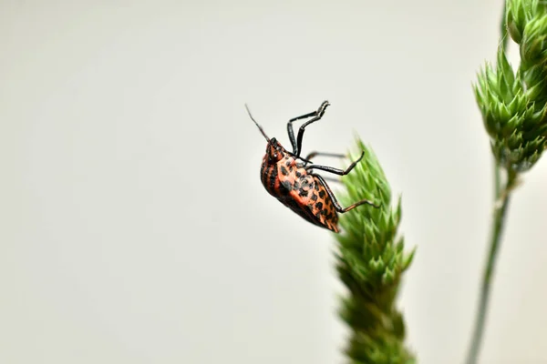 Bug vermelho italiano, vista lateral. — Fotografia de Stock