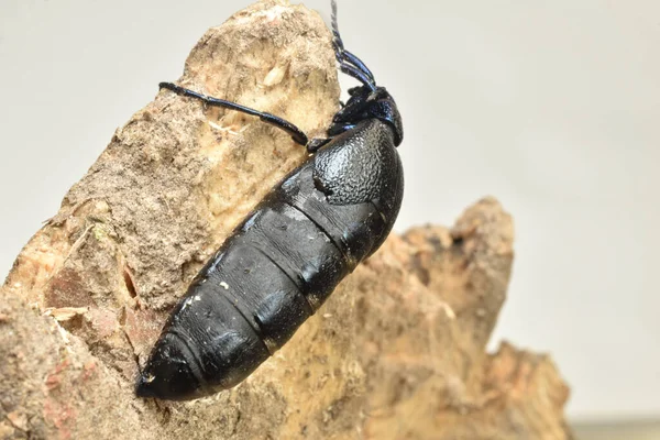 Poison beetle Black t-shirt close-up. — Stock Photo, Image