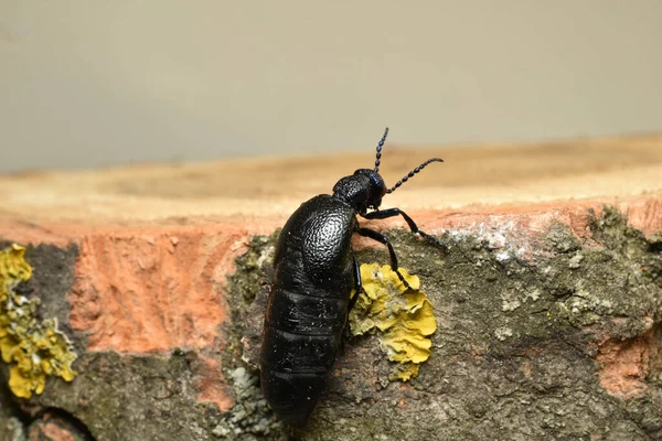 Trujący żuk Meloe Proscarabaeus czołga się na pniaka. — Zdjęcie stockowe