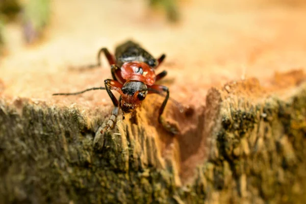 Cantharidae vagy lágy bogár ül egy csonkon. — Stock Fotó