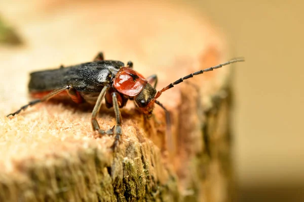 O besouro macio ou bombeiro senta-se em um toco. — Fotografia de Stock