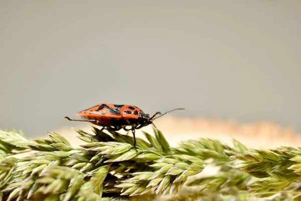 Widok z bliska czerwonego żołnierza robaka na trawie. — Zdjęcie stockowe