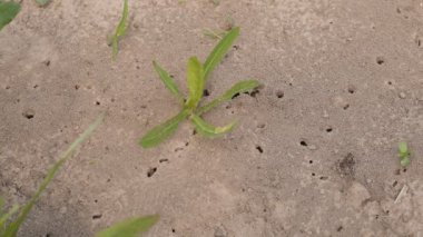 Videoda, yerdeki böcekler tarafından kazılmış bir karınca yuvası var. Karıncaların deliklerinden nasıl sürünerek çıktığını görebilirsiniz..