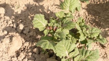 Bahçede yetişen yeşil patates filizlerinin üzerinde oturan Colorado 'lu birkaç patates böceği..