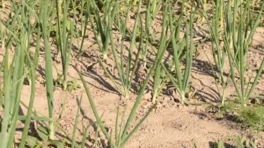 Rüzgar sallar bahçede yetişen soğanların yeşil filizlerini.