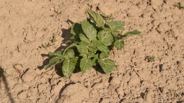 Grüne Triebe Von Wipfeln Landwirtschaftlicher Kartoffeln Werden Von Starkem Wind — Stockvideo