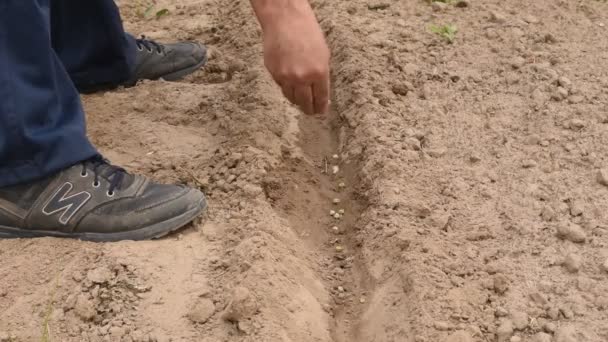 Video Muestra Cómo Granjero Arroja Granos Guisante Surco Jardín Con — Vídeo de stock