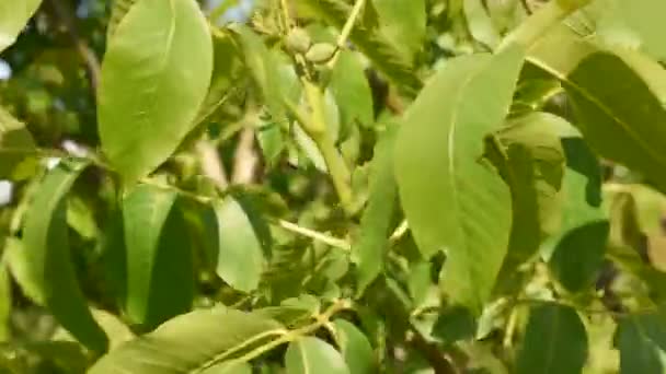 Vidéo Montre Comment Vent Balaye Les Branches Arbre Sur Lequel — Video