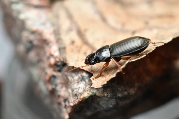 在图片中 黑色的小甲虫沿着干枯的叶子爬行 — 图库照片