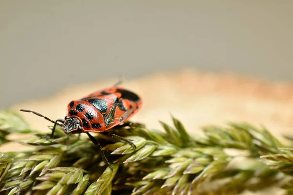 Κόκκινο Λάχανο Bug Ένα Σκούρο Στολίδι Στο Πίσω Μέρος Close — Φωτογραφία Αρχείου